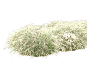 Grass with flowers isolated on transparent background. 3d rendering - illustration png