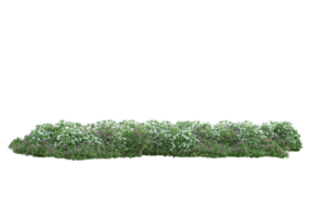 Grass with flowers isolated on transparent background. 3d rendering - illustration png