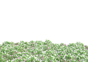 Gras mit Blumen isoliert auf transparentem Hintergrund. 3D-Rendering - Abbildung png