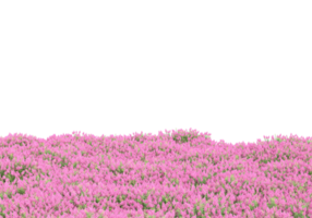 Grass with flowers isolated on transparent background. 3d rendering - illustration png