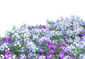 gras met bloemen geïsoleerd Aan transparant achtergrond. 3d renderen - illustratie png