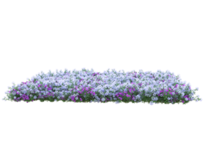 gras met bloemen geïsoleerd Aan transparant achtergrond. 3d renderen - illustratie png