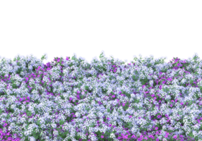 gräs med blommor isolerat på transparent bakgrund. 3d tolkning - illustration png