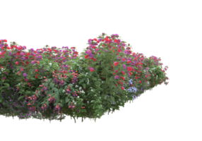 hierba con flores aisladas sobre fondo transparente. Representación 3d - ilustración png