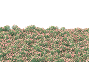 Grass with flowers isolated on transparent background. 3d rendering - illustration png