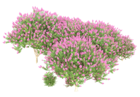 herbe avec des fleurs isolées sur fond transparent. rendu 3d - illustration png