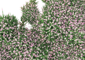 Grass with flowers isolated on transparent background. 3d rendering - illustration png