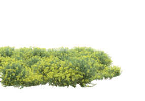 Grass with flowers isolated on transparent background. 3d rendering - illustration png