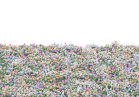 Grass with flowers isolated on transparent background. 3d rendering - illustration png