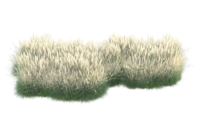 herbe avec des fleurs isolées sur fond transparent. rendu 3d - illustration png