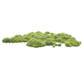 Grass with flowers isolated on transparent background. 3d rendering - illustration png