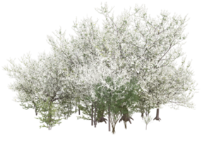 Grass with flowers isolated on transparent background. 3d rendering - illustration png