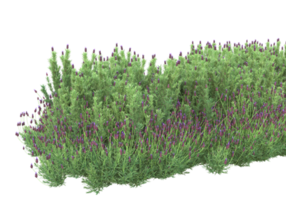 herbe avec des fleurs isolées sur fond transparent. rendu 3d - illustration png