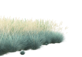 herbe avec des fleurs isolées sur fond transparent. rendu 3d - illustration png