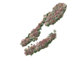 gras met bloemen geïsoleerd Aan transparant achtergrond. 3d renderen - illustratie png