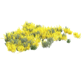 gräs med blommor isolerat på transparent bakgrund. 3d tolkning - illustration png