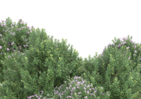 Grass with flowers isolated on transparent background. 3d rendering - illustration png