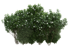 Grass with flowers isolated on transparent background. 3d rendering - illustration png