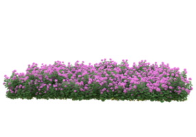 grama com flores isoladas em fundo transparente. renderização 3D - ilustração png