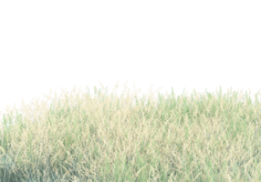 Grass with flowers isolated on transparent background. 3d rendering - illustration png