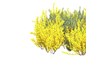 gräs med blommor isolerat på transparent bakgrund. 3d tolkning - illustration png