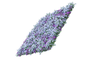 herbe avec des fleurs isolées sur fond transparent. rendu 3d - illustration png