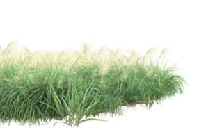 Gras mit Blumen isoliert auf transparentem Hintergrund. 3D-Rendering - Abbildung png