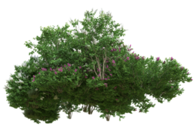 herbe avec des fleurs isolées sur fond transparent. rendu 3d - illustration png