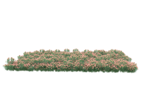 Grass with flowers isolated on transparent background. 3d rendering - illustration png