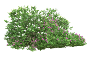 herbe avec des fleurs isolées sur fond transparent. rendu 3d - illustration png