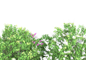 erba con fiori isolato su trasparente sfondo. 3d interpretazione - illustrazione png