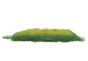 Grass with flowers isolated on transparent background. 3d rendering - illustration png