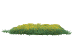 gras met bloemen geïsoleerd Aan transparant achtergrond. 3d renderen - illustratie png