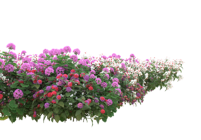 grama com flores isoladas em fundo transparente. renderização 3D - ilustração png