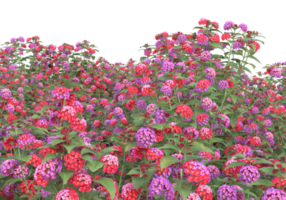 Grass with flowers isolated on transparent background. 3d rendering - illustration png