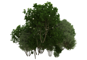 Grass with flowers isolated on transparent background. 3d rendering - illustration png