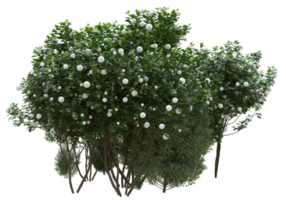 gras met bloemen geïsoleerd Aan transparant achtergrond. 3d renderen - illustratie png