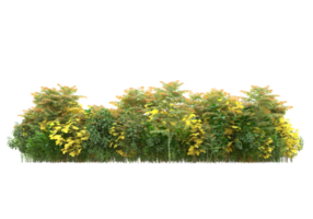 gras met bloemen geïsoleerd Aan transparant achtergrond. 3d renderen - illustratie png