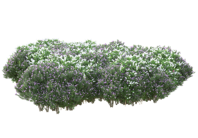 Grass with flowers isolated on transparent background. 3d rendering - illustration png