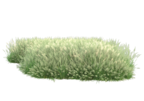 Gras mit Blumen isoliert auf transparentem Hintergrund. 3D-Rendering - Abbildung png