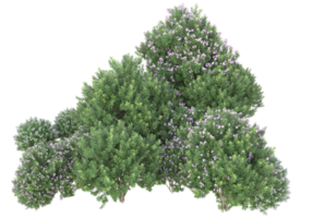 Grass with flowers isolated on transparent background. 3d rendering - illustration png