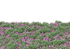 Grass with flowers isolated on transparent background. 3d rendering - illustration png