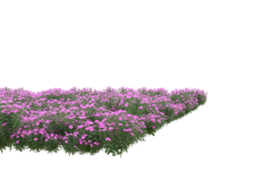 Grass with flowers isolated on transparent background. 3d rendering - illustration png