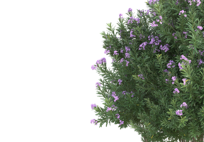 Grass with flowers isolated on transparent background. 3d rendering - illustration png