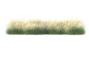 Grass with flowers isolated on transparent background. 3d rendering - illustration png