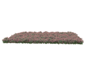 Grass with flowers isolated on transparent background. 3d rendering - illustration png