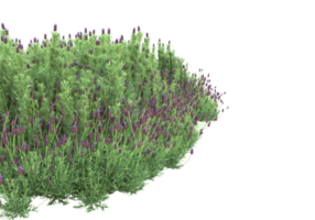 herbe avec des fleurs isolées sur fond transparent. rendu 3d - illustration png