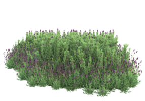 herbe avec des fleurs isolées sur fond transparent. rendu 3d - illustration png