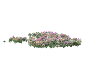 gras met bloemen geïsoleerd Aan transparant achtergrond. 3d renderen - illustratie png