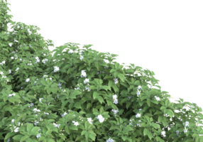 Grass with flowers isolated on transparent background. 3d rendering - illustration png